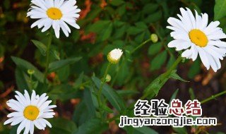 大滨菊花语是什么 大滨菊花语