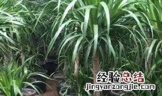 龙铁养殖方法及注意事项 植物龙铁怎么养殖