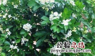 栀子花好养活吗 栀子花好不好养活