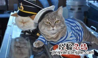 猫的后脚为什么不能摸 猫的后脚为什么不能摸它