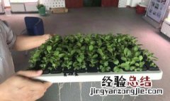 植物营养液怎么配 植物营养液配法