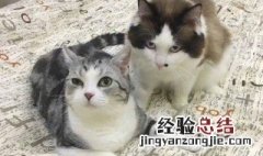 小猫养多久才认主人 猫养多久会认主