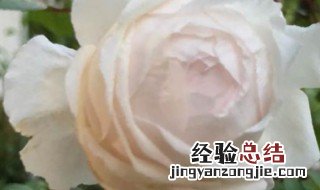 盆栽的山茶花怎样养殖 玉玲珑山茶花如何养殖