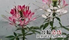 米碎花可以做盆景吗 米碎花怎么养殖