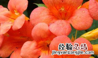 凌霄花怎么养殖 凌霄花怎么养殖方法