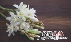 晚香玉花语 晚香玉花语和象征