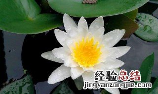 水莲花怎么养盆栽水培视频 水莲花怎么养盆