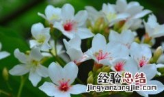 油桐花花语和寓意 油桐花花语