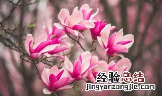 花语是暗恋的花 花语是暗恋的花有哪些?