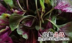 红苋菜怎么择菜好吃 红苋菜怎么择菜