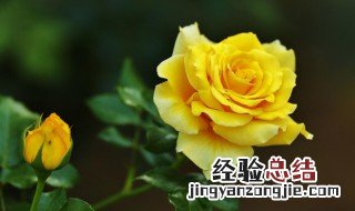 黄月季花语 黄月季花语是什么