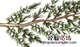 正确的剪枝方法 整形修剪树枝的种类和方法