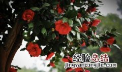 茶花光杆能发芽吗 茶花掉叶成“光杆”怎么办