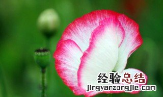 虞美人花寓意是什么意思 虞美人花语是什么