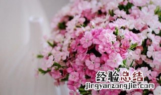 相思梅的花语寓意 相思梅代表什么花语