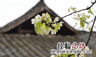 清明节攻略 清明节攻略是什么