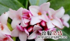 瑞香花可以在室内养吗 瑞香花是否可以在室内养