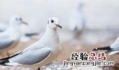 鸽子肉怎么清洗干净 鸽子肉清洗干净的方法