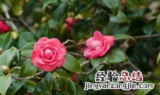 茶花打花苞施什么肥 施肥不能多