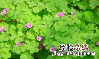 五月花语图片 五月花语