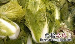 捆白菜教程 大白菜怎样进行捆绑