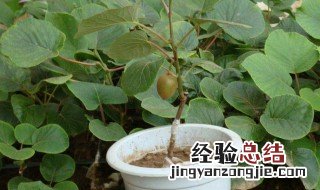 核桃盆栽种植方法 自己也可以种