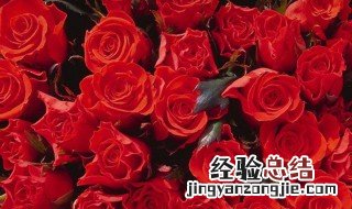 11朵粉色玫瑰花的花语是什么 粉玫瑰花语是什么意思