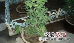 无花果盆景制作方法 可以尝试着种上一盆