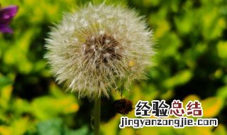 蒲公英花语象征与寓意 蒲公英花语及象征意义