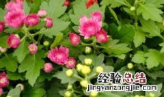 菊花花语大全 菊花花语大全 寓意