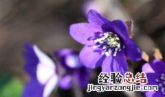 紫色花语是个什么品牌公司 紫色花语