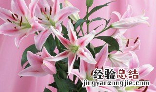 粉百合花语是什么意思 粉百合花语是什么意思啊