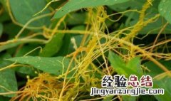 无根草泡水可以长期喝吗 无根草泡水能不能长期喝