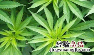 麻宝愫加盟是真的吗 麻宝愫是什么