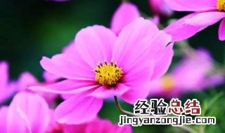 全部花的花语和象征及图片 全部花的花语和象征