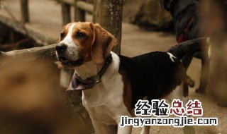 哈利犬饲养方法 哈利犬应该如何饲养