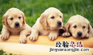 拉布拉多犬最忌讳吃什么 拉布拉多犬如何饲养