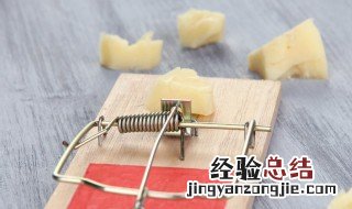 怎样可以消灭老鼠屎 怎样可以消灭老鼠