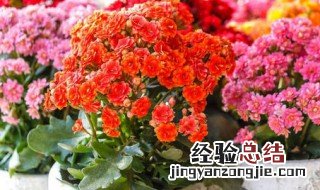 长寿花有毒吗? 长寿花有毒吗