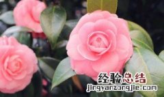 茶花花语寓意 茶花花语