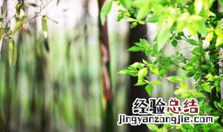 春天可以种什么植物 春天可以种的植物