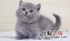 蓝猫好养吗 蓝猫的性格如何