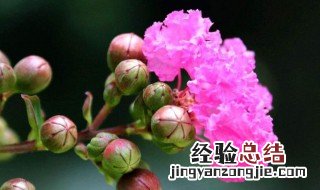 紫薇花盆栽冬天怎样过冬 紫薇花冬天怎么养