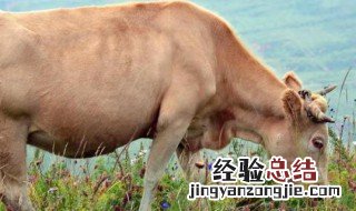 牛的脚印是什么样子的 牛的脚印的介绍