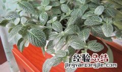 鱼缸网纹草种植方法 鱼缸网纹草种植方法视频