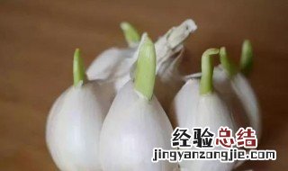 大蒜催芽的方法 大蒜怎么催芽