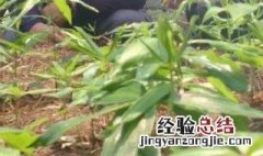 黄精种植方法及田间管理技术 黄精种植和田间管理技术有哪些