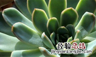 宝石花怎么养才向下垂 宝石花怎么养