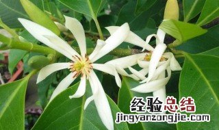 白兰花用什么肥料 怎么用