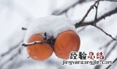 雪柿产地 雪柿子的原产地是哪里